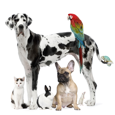gulfcoastanimalhospital in Panama City, FL
